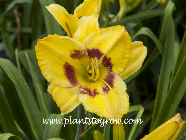 Daylily King George
30 inches tall
semi evergreen, tetraploid
7 inch flowers
yellow with a wine red eye zone
(Rasmussen, 1991)
American Hemerocallis Society